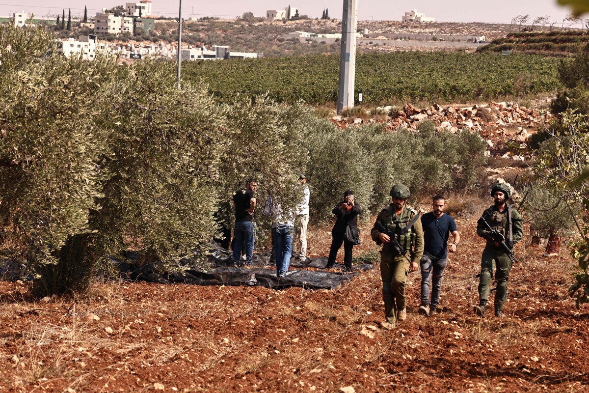 Фермеры сталкиваются с опасностью во время сезона оливок