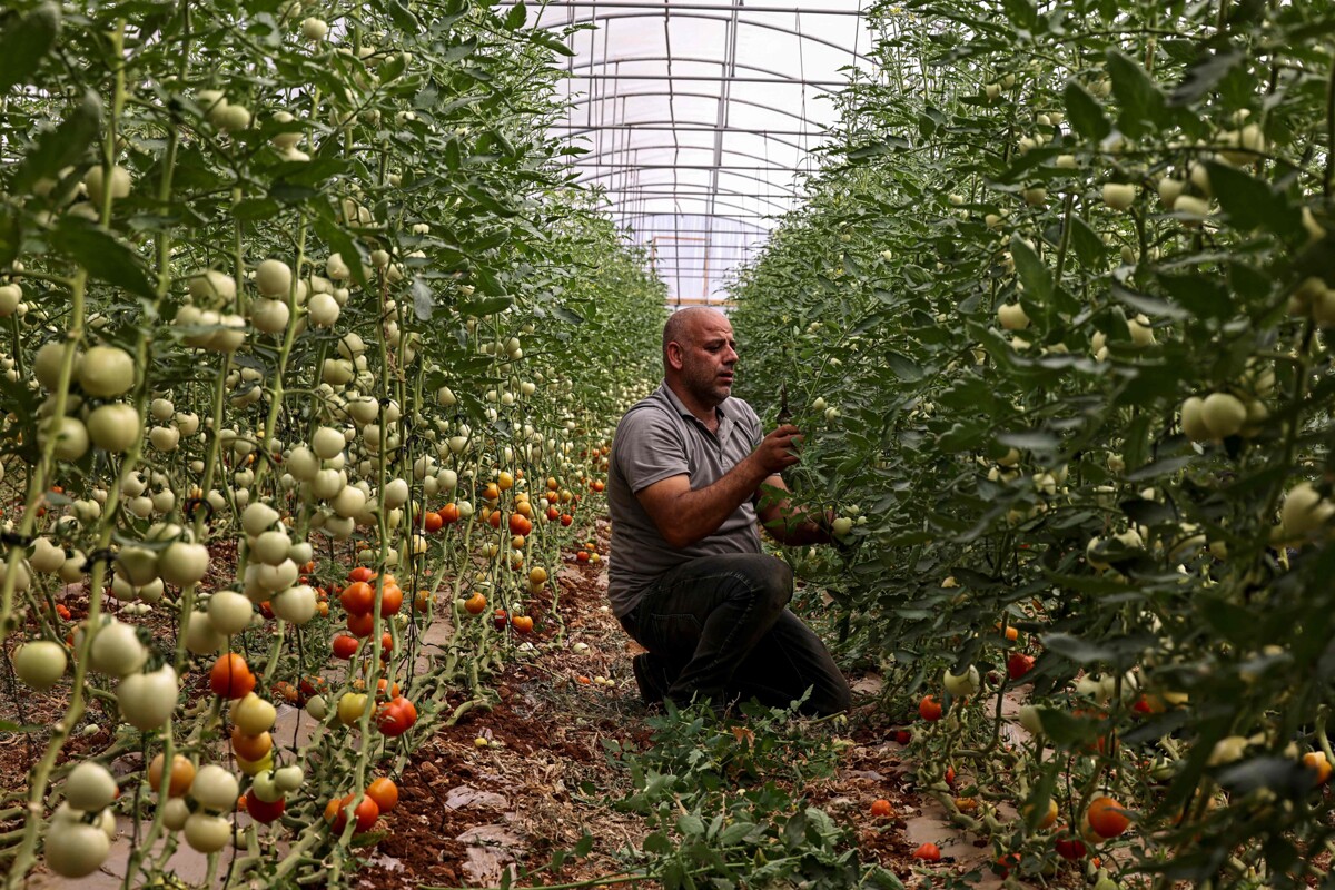 Палестинцы переходят к сельскому хозяйству на фоне войны