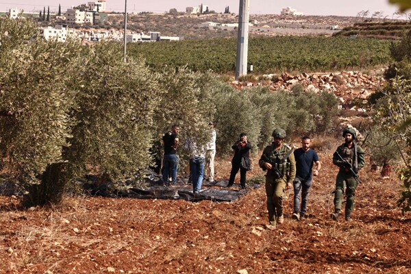 Фермеры сталкиваются с опасностью во время сезона оливок