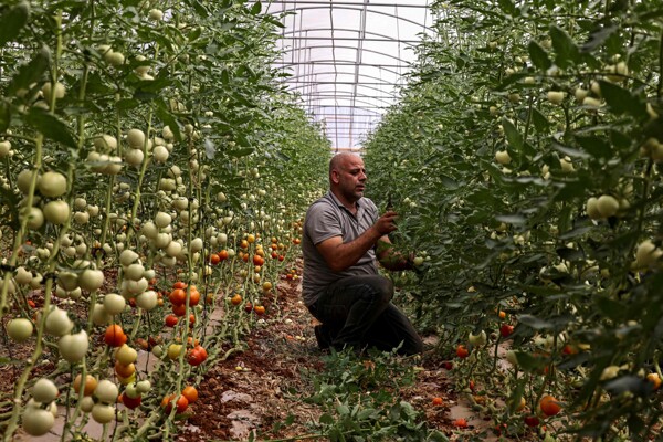 Палестинцы переходят к сельскому хозяйству на фоне войны